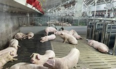 穿越周期的“猪”逻辑：从经验养猪到“数据”养猪丨活力中国调研行